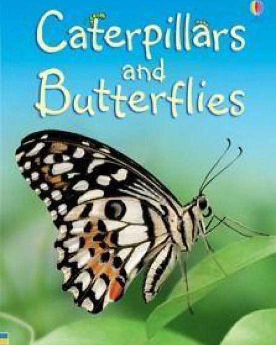 Caterpillars & Butterflies 