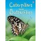 Caterpillars & Butterflies 